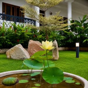 lotuslifecenterrehab
